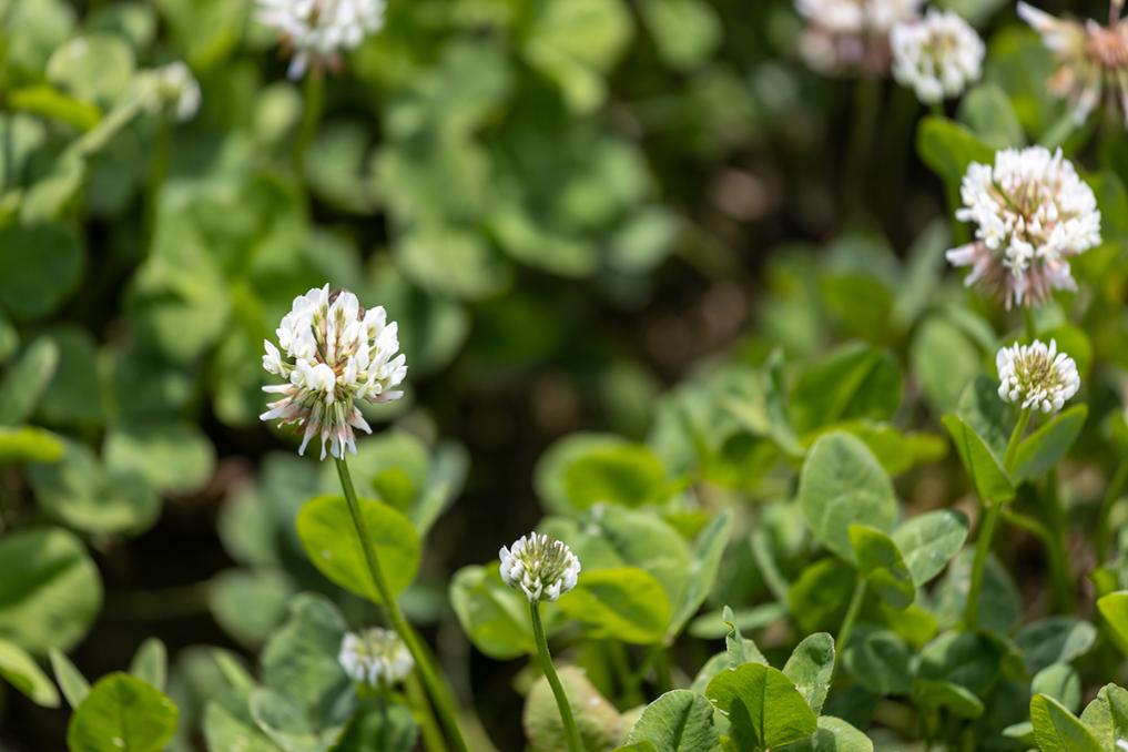 Attribute white clover